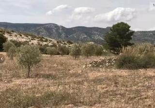 Finca rústica en Jumilla. Lote de tres fincas, olivos secano en jumilla