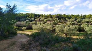 Finca rústica a Canet lo Roig. Finca de olivos en producción