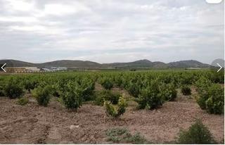 Finca rústica en Jumilla. Suelo urbanizable sin sectorizar