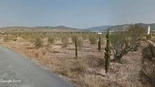 Propriété à Algueña. Olivos y almendros sin cultivar