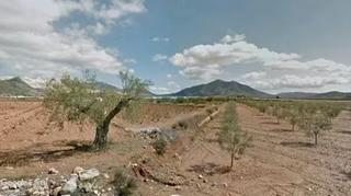 Propriété à Algueña. Olivos de secano, opción caseta de campo