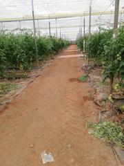 Finca rústica a Gérgal. Explotación agrícola invernaderos gergal