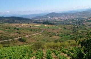 Rural plot in Centro. Finca con viñas sin cultivar
