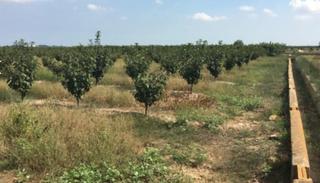 Rural plot in Sollana