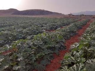 Finca rústica a Gérgal. Hortícolas aire libre e invernaderos
