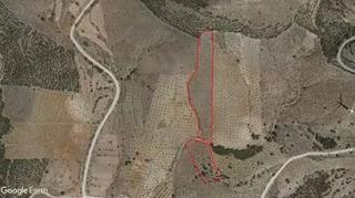 Finca rústica a Tíjola. Parcela para almendros, olivos