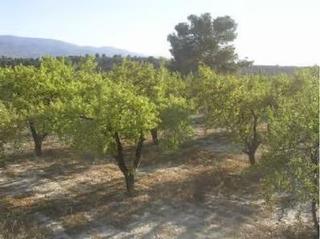 Finca rústica a Somontín. Almendros riego, olivos, uso recreativo