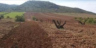 Finca rústica a Pedro Martínez. Terreno para pistachos