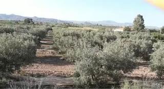 Propriété à Huércal - Overa. Olivos regadío con cortijo