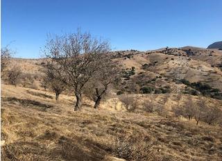 Propriété à Huércal - Overa. Almendros y viñas sin cultivar