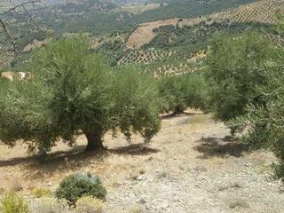 Fondo rustico in Huelma. Finca de olivar de secano