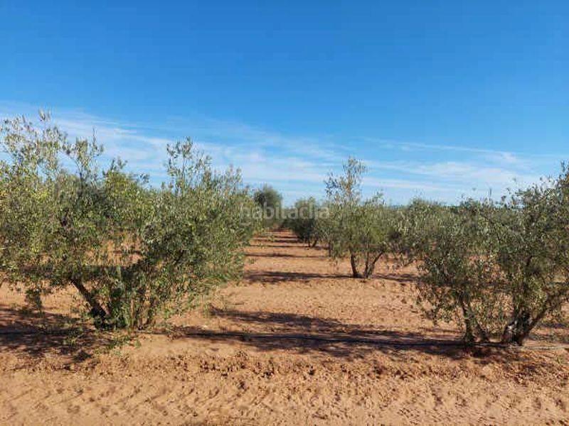 Foto 7226ede7-96ac-4d74-8cec-ae5d0d528b43. Finca rústica a Arahal