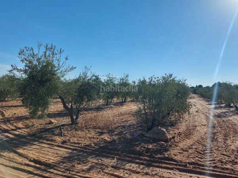 Foto bd731e2a-1243-48df-8448-725b5d3732fc. Finca rústica a Arahal