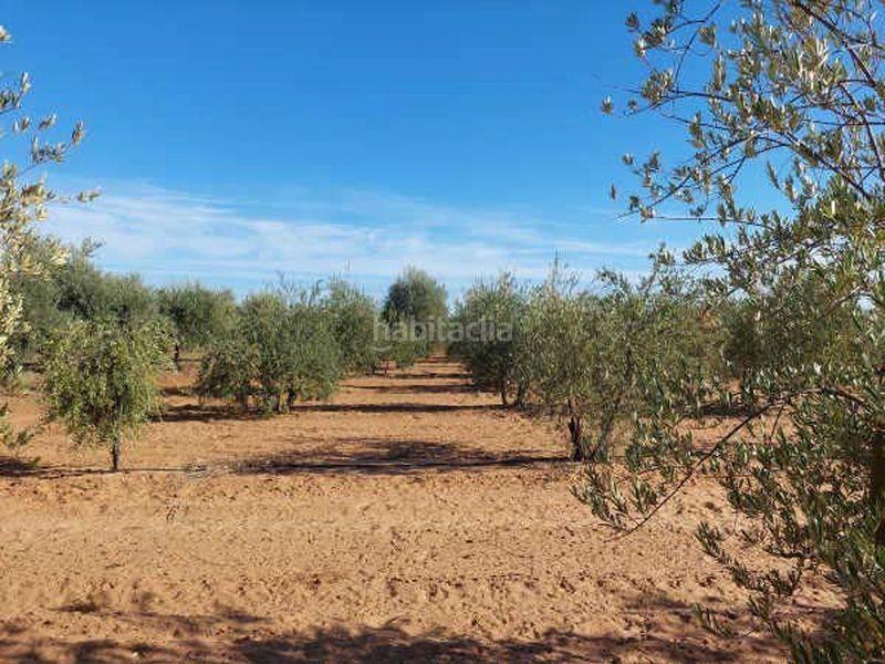 Foto f011c5e1-c6c5-4014-acbf-f8e04ec7910d. Finca rústica a Arahal