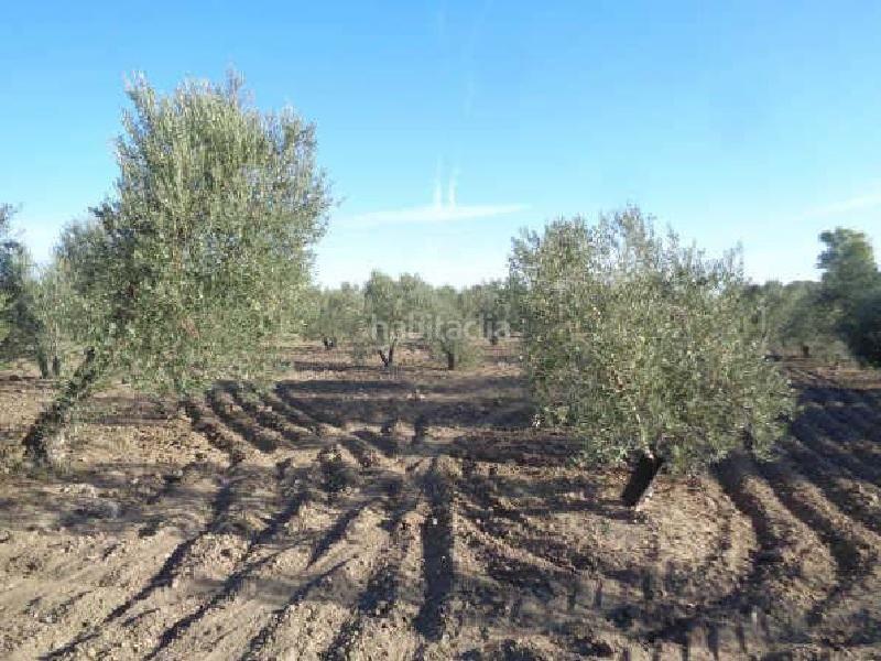 Foto 0c3b8f6f-a461-4a41-9894-b1ea8b36ede7. Fondo rustico in Arahal