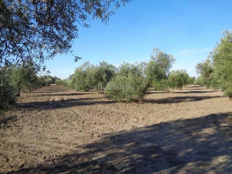 Foto 28c92f70-5a94-48f3-98b5-7b41a8cd3bea. Fondo rustico in Arahal