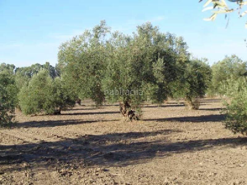 Foto 2b82cf9f-1fbf-4df5-9613-cb03829b297d. Fondo rustico in Arahal