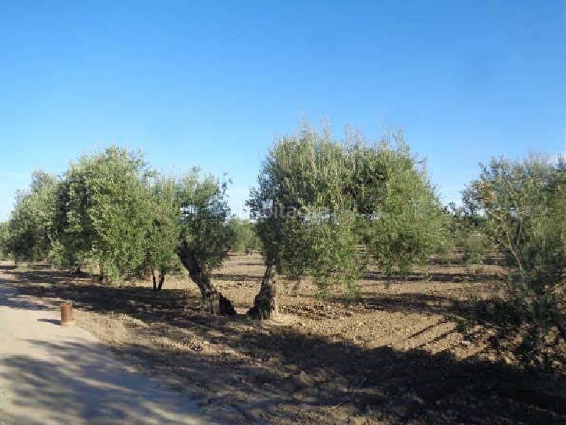 Foto 534001aa-58df-4248-86c8-de6e9e66fa77. Fondo rustico in Arahal