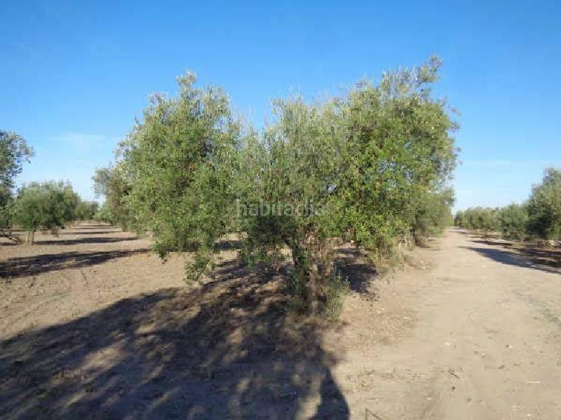 Foto 7e47975e-5200-48bf-9fb0-698451b9565f. Fondo rustico in Arahal