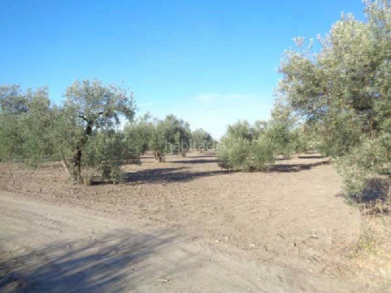 Foto c276c949-0f0e-461f-abd8-0e21d9a61a34. Fondo rustico in Arahal