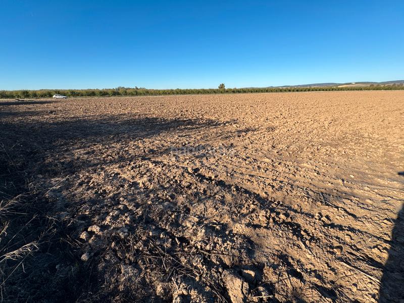 Foto e0b7f4f0-7a76-4ae9-ba9d-8e8220705d4f. Fondo rustico in n/a in Cantillana