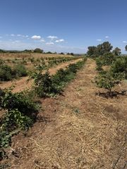 Fondo rustico in Cantillana. Parcela rustica de naranjos zona los zamorales termino de cantil