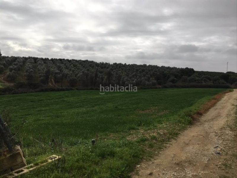 Foto 1a56f5b8-6d95-4d4e-ad40-e3cf01f9ae2d. Finca rústica en Alcolea del Río