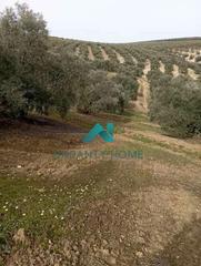 Finca rústica a La Calzada. Se vende finca de olivos en lucena