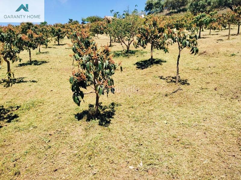 Foto 63da3f98-7cdc-4404-a54d-13c59e72435f. Masía maravillosa casa con terreno en venta en almayate alto en Vélez - Málaga