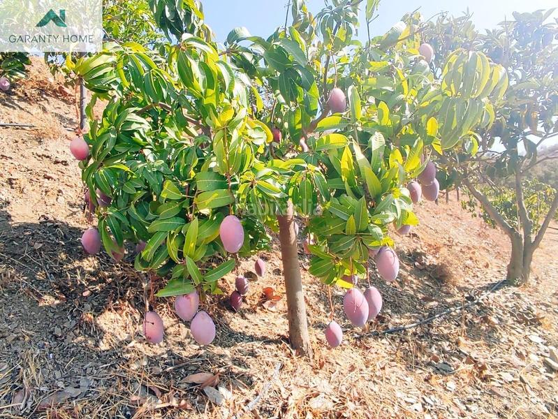 Foto a7d276fe-f8f6-48dd-a381-ca3a23b92de2. Masía maravillosa casa con terreno en venta en almayate alto en Vélez - Málaga