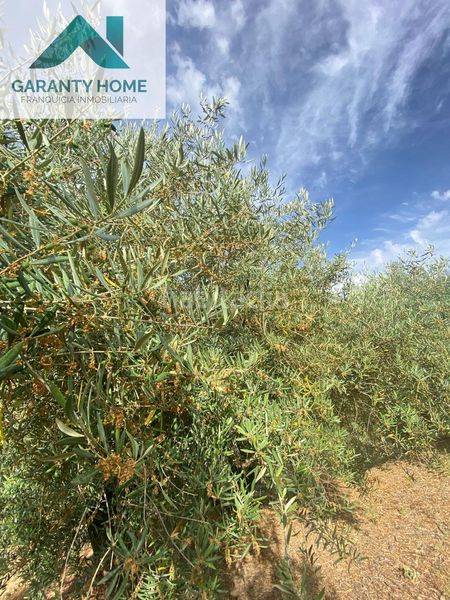 Foto f71bae27-dddb-4f62-b4c9-99dd39502b44. Masia amb aparcament piscina a Martos