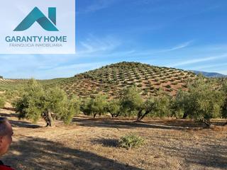 Propriété à Torredelcampo. Olivar tradicional con 687 olivos y agua en venta  torredelcampo