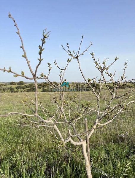 Foto 11a11d34-49fe-43d2-a8d1-d8249978b509. Finca rústica a Villamanta