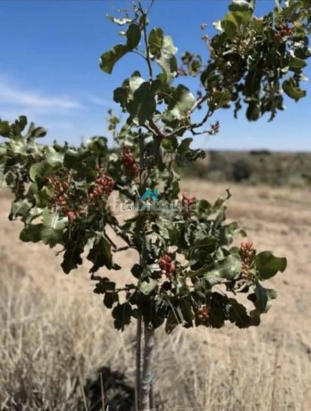 Foto 8d016ce9-87b1-4986-914f-0932b81fc499. Finca rústica a Villamanta