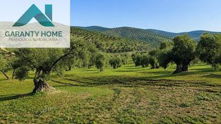Fondo rustico in Torredonjimeno. Terreno rústico en torredonjimeno con olivar y caseta construida