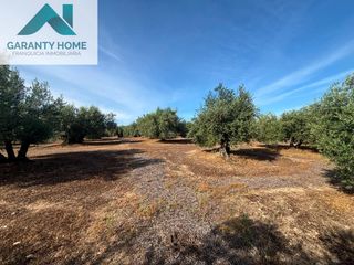 Rural plot in Torredonjimeno. Olivar en zona valero en torredonjimeno, con terreno muy llano