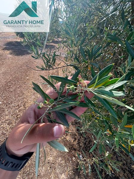 Foto c964a0a2-9a78-4807-b330-8698b1e590fb. Finca rústica a Torredonjimeno