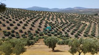Fondo rustico in Torredelcampo. Finca de olivar en torredelcampo con alta producción y rendimien
