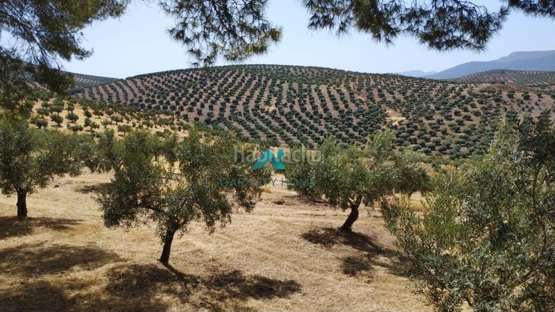 Foto 48be97e8-4db9-4316-a529-5ab5a2f4d7a7. Finca rústica a Torredelcampo