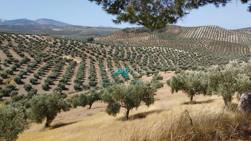 Foto 635a961b-fa0c-4ede-983c-0f858fde1254. Finca rústica a Torredelcampo