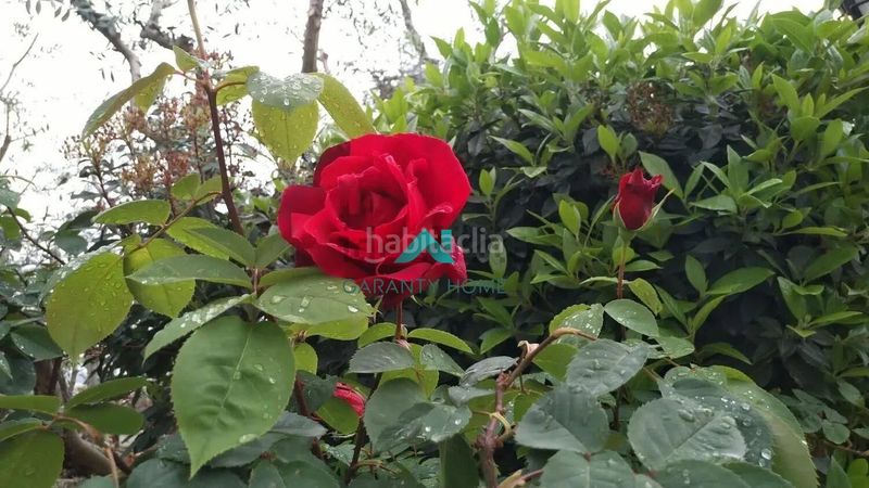 Foto d44ec3ab-871e-480f-8606-82855a2cbcf2. Planta baixa a Pont de Suert (El)