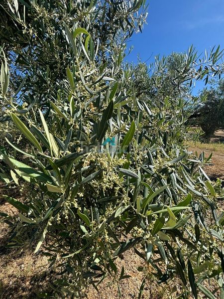 Foto 20c048dc-a865-4434-a631-81c9b5533494. Finca rústica a Torredelcampo