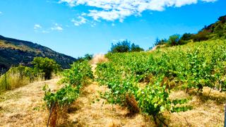 Finca rústica a Alpujarra de la Sierra. Viñedo en mecina bombarón