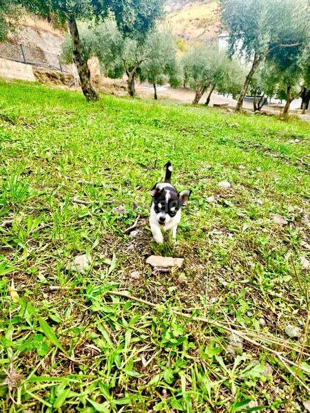 Foto 14366bc3-e8f3-4ba3-abe8-e0e77dc28b1c. Xalet amb xemeneia calefacció aparcament piscina a Bérchules