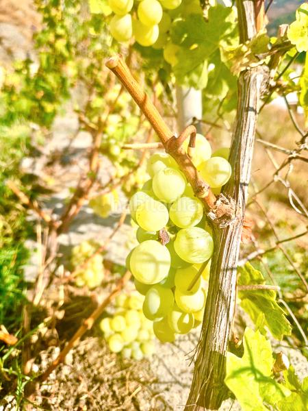 Foto 7356c365-11b9-4a1e-abc8-316f83f72081. Xalet amb xemeneia calefacció aparcament piscina a Bérchules