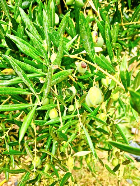 Foto bbaa6aad-aafb-4fe5-a2d4-9de880369e71. Xalet amb xemeneia calefacció aparcament piscina a Bérchules