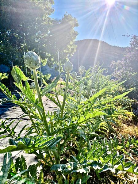 Foto c36c9826-270d-4fce-b5cb-da1385511425. Xalet amb xemeneia calefacció aparcament piscina a Bérchules