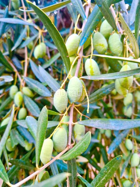 Foto f6cde0e6-0f9d-4519-9ed4-8c745f5c773b. Xalet amb xemeneia calefacció aparcament piscina a Bérchules