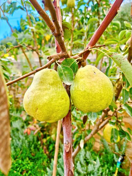 Foto fcde58e6-10ef-48a5-94a5-2324e5355e8d. Xalet amb xemeneia calefacció aparcament piscina a Bérchules