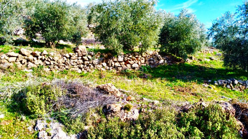 Foto a7fd5594-cd10-4bd1-bd21-2b2ac314143b. Fondo rustico in calle santa maria 40 in Alpujarra de la Sierra